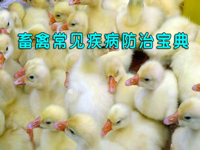 Feed mold
