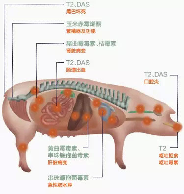 Disease caused by a fungal toxin